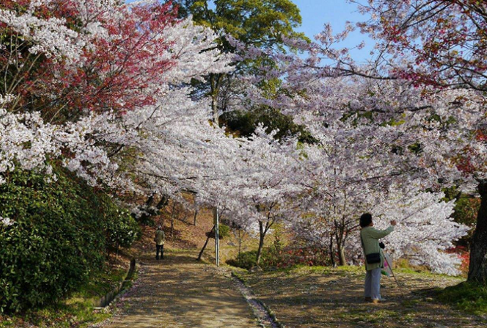 重庆超全的赏樱自驾游攻略，这5个地方美如幻境！