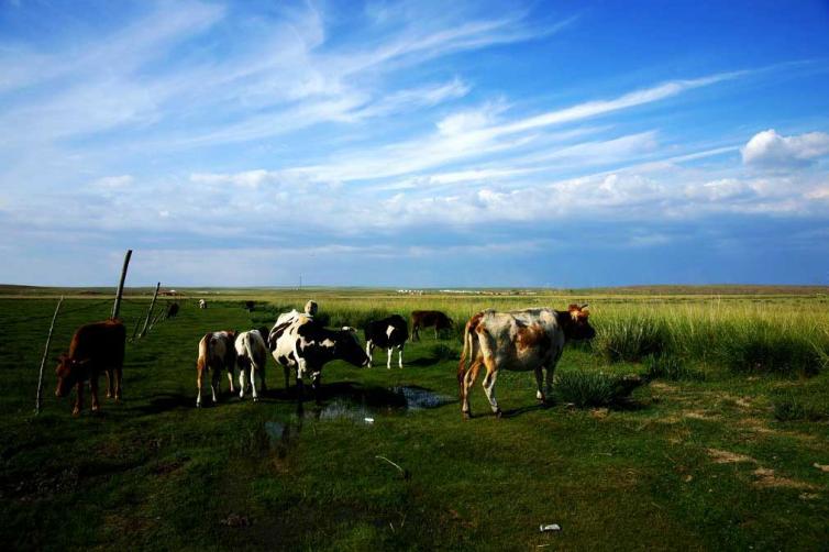 暑假内蒙古草原自驾游去哪好玩，4个内蒙古最具特色草原自驾游景点路线攻略推荐