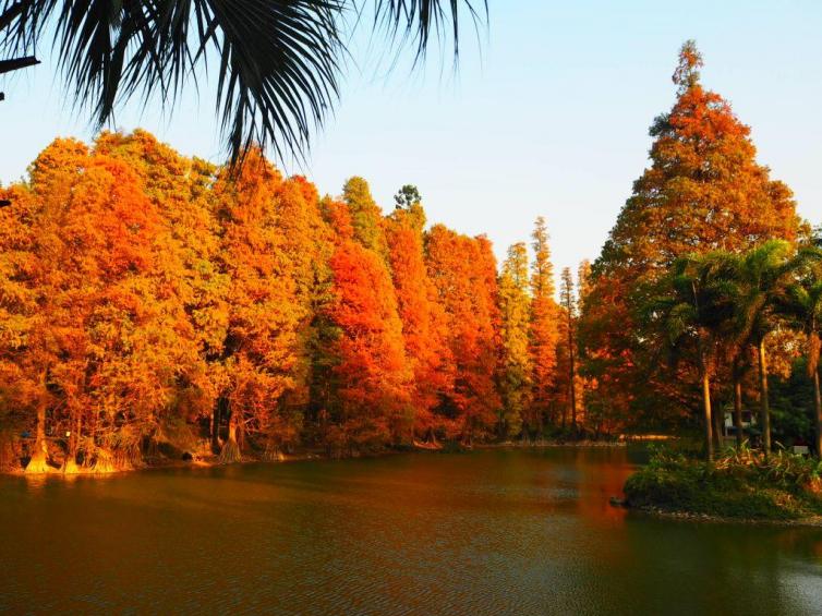 广州秋天自驾游最佳景点推荐，广州周边哪里的秋景最美?