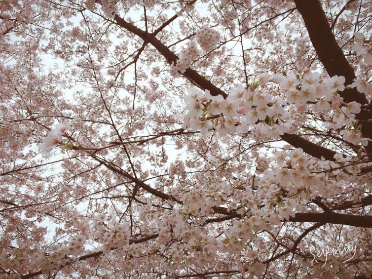 三月武汉自驾游最美景点推荐，武汉自驾赏樱花最全好去处攻略