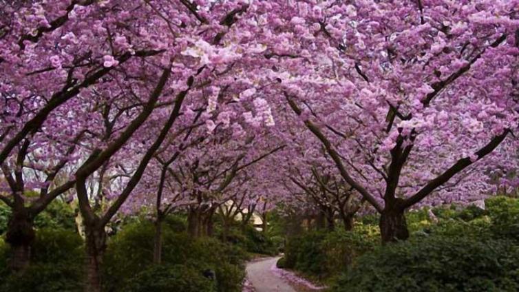 三月长沙周边赏樱花最佳自驾游景点推荐，看樱花何必远赴武汉？