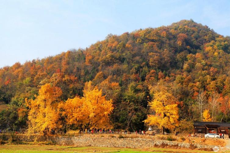 金秋武汉周边8个最美赏银杏、枫叶自驾游线路推荐，让你的秋天尽显文艺范！