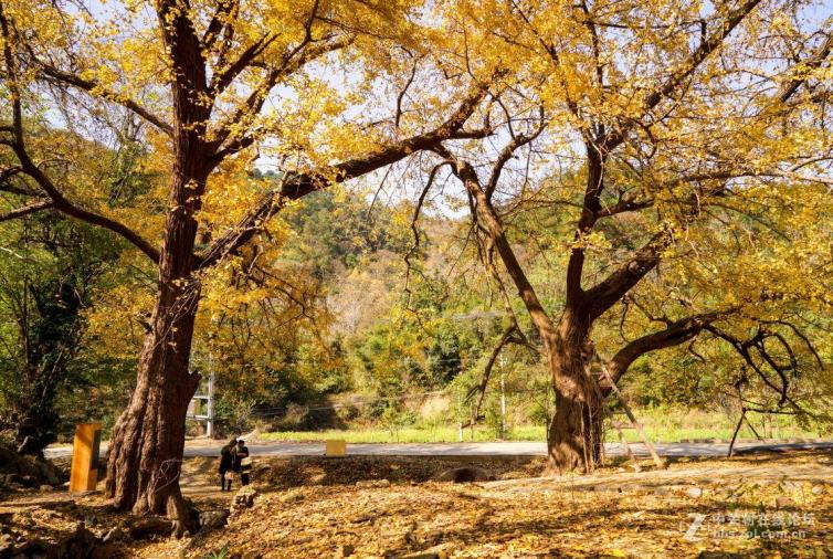 金秋武汉周边8个最美赏银杏、枫叶自驾游线路推荐，让你的秋天尽显文艺范！