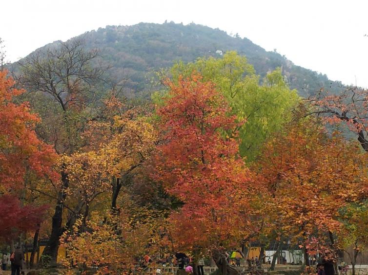 秋天上海出发自驾游去哪儿好玩，7个上海周边自驾游最佳线路景点攻略推荐