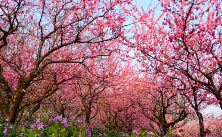三月长沙周边赏樱花最佳自驾游景点推荐，看樱花何必远赴武汉？