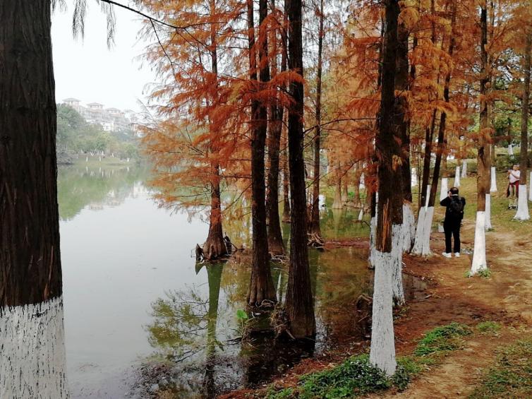 广州秋天自驾游最佳景点推荐，广州周边哪里的秋景最美?