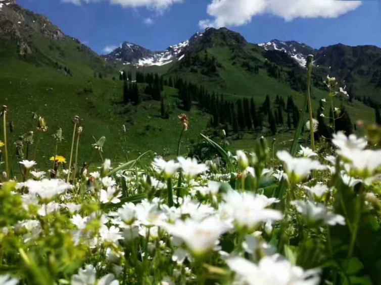 新疆绝美未完全开发的小众草原-唐布拉，新疆自驾游好玩景点线路推荐