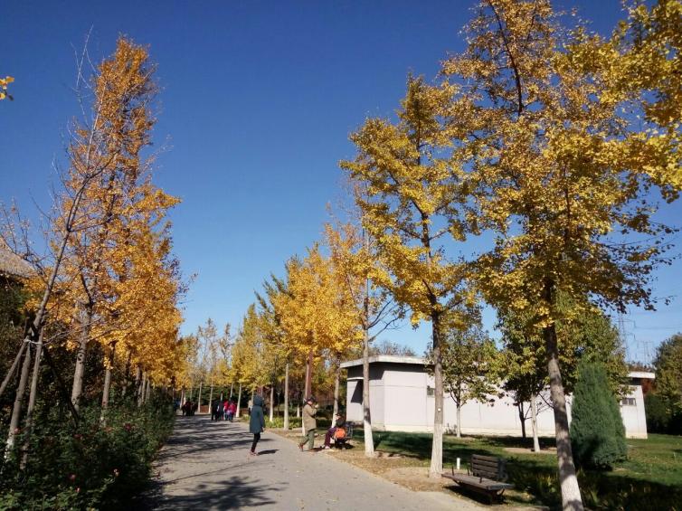 北京周边尽是美若九寨沟的景色，秋天北京周边自驾游都不愁没地方去了