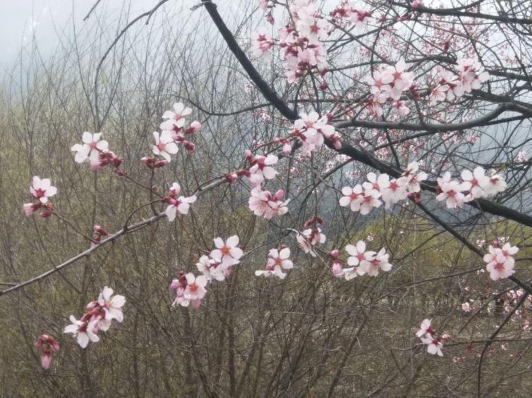 3月云南自驾游最受欢迎赏花好去处推荐，云南最美花海景点都在这里