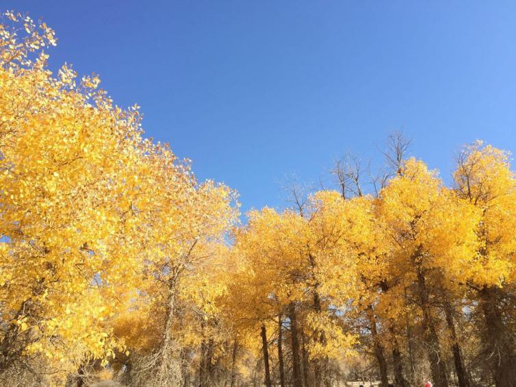 秋天国内7条自驾游经典路线推荐，国内能让你仍然心动的壮观景色