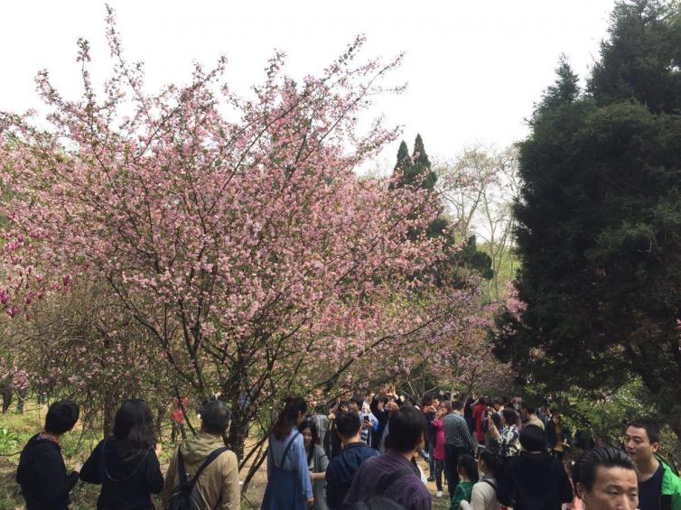 三月武汉自驾游最美景点推荐，武汉自驾赏樱花最全好去处攻略