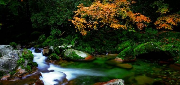 米仓山国家森林公园