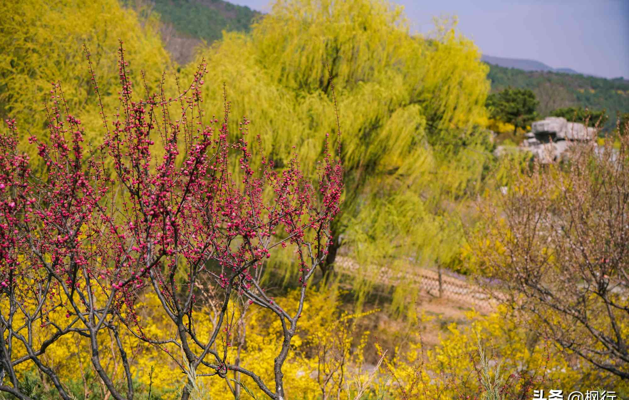 最美人间四月天，北京西山森林公园，百花齐放，姹紫嫣红