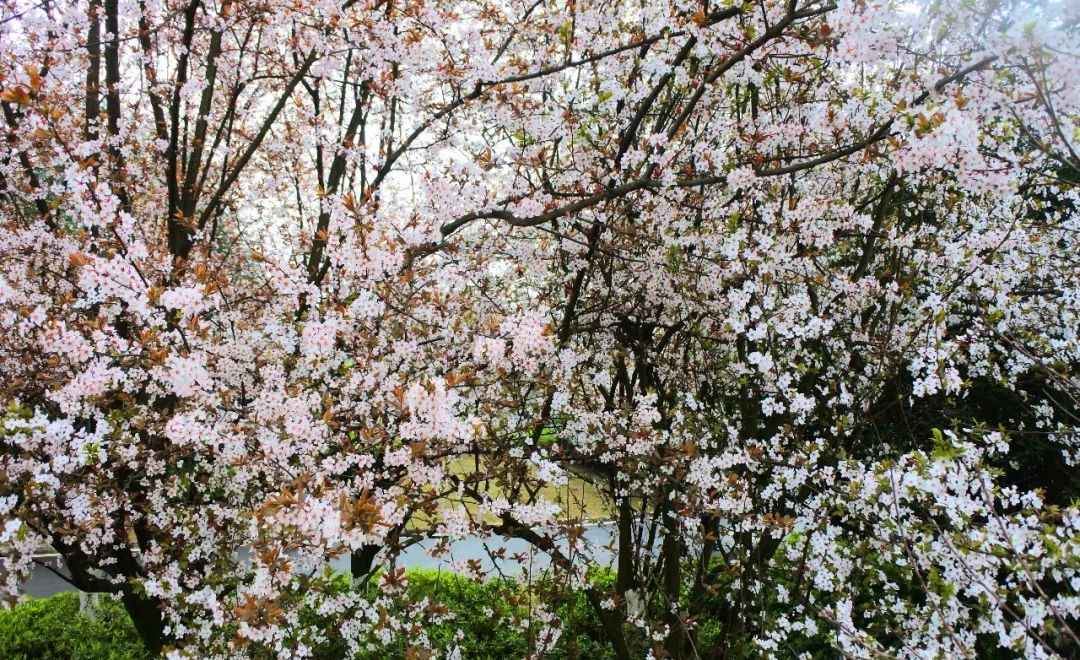 重庆踏青赏花，春天必去的铁山坪，今年又开新景点啦