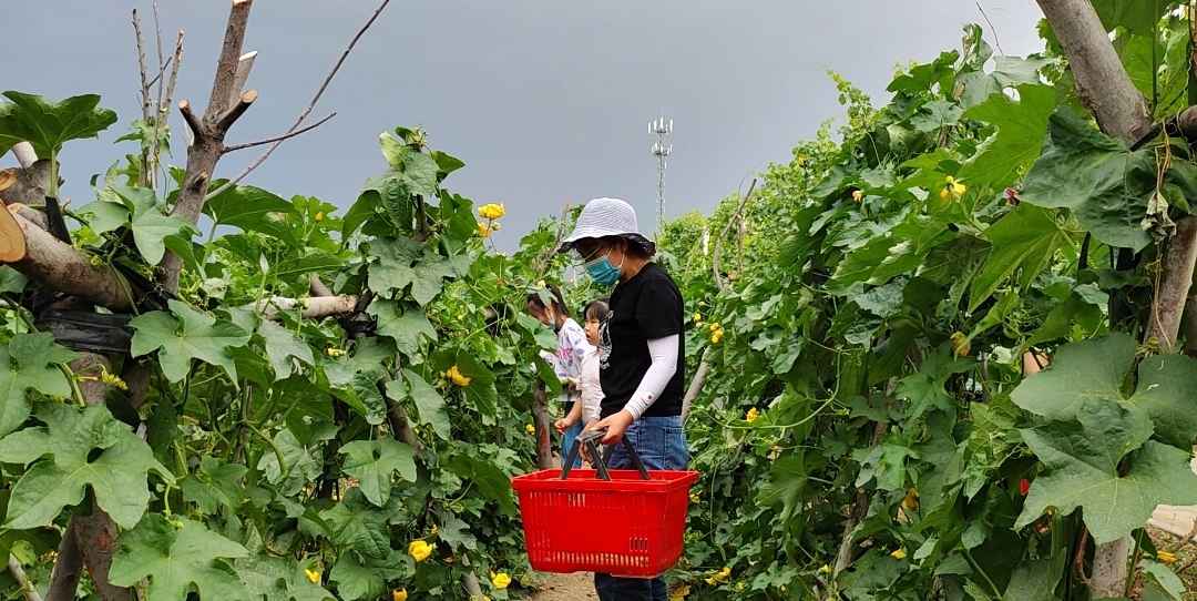 乌鲁木齐市民近郊游又多了一个选择 屯河畔·花田林海等你来打卡