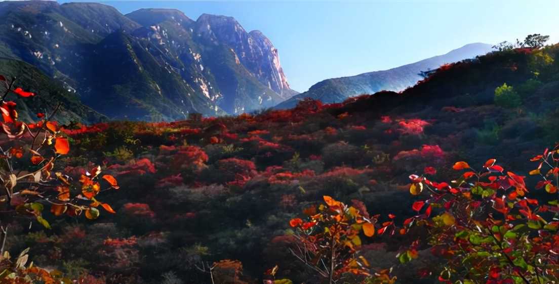 自驾游河南，赏遍中原红叶，大部分免票，赶紧去这6个最美景区