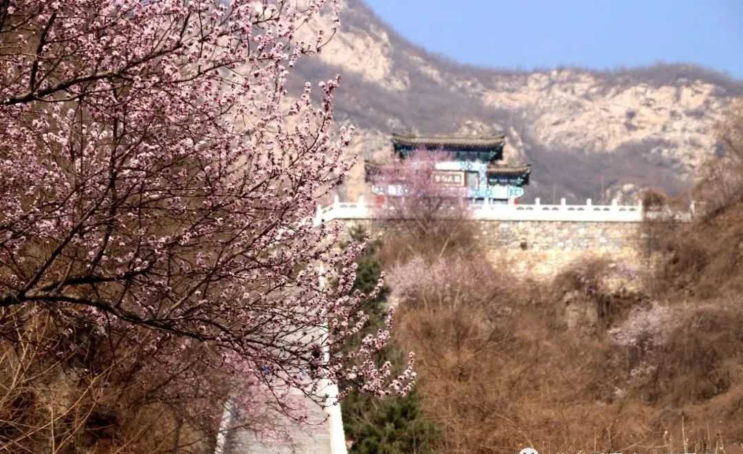 清明假期登山赏花，北京这几个好去处不容错过！