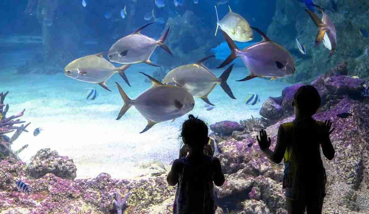 游览长沙海底世界，观赏绚烂多姿的海洋生物，适合亲子游玩