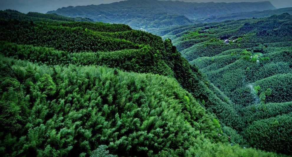 四川罕见的竹林景区，面积120平方公里，仿佛“人间仙境”