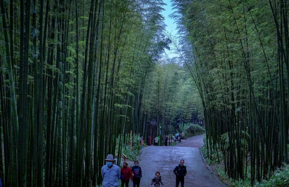 四川罕见的竹林景区，面积120平方公里，仿佛“人间仙境”