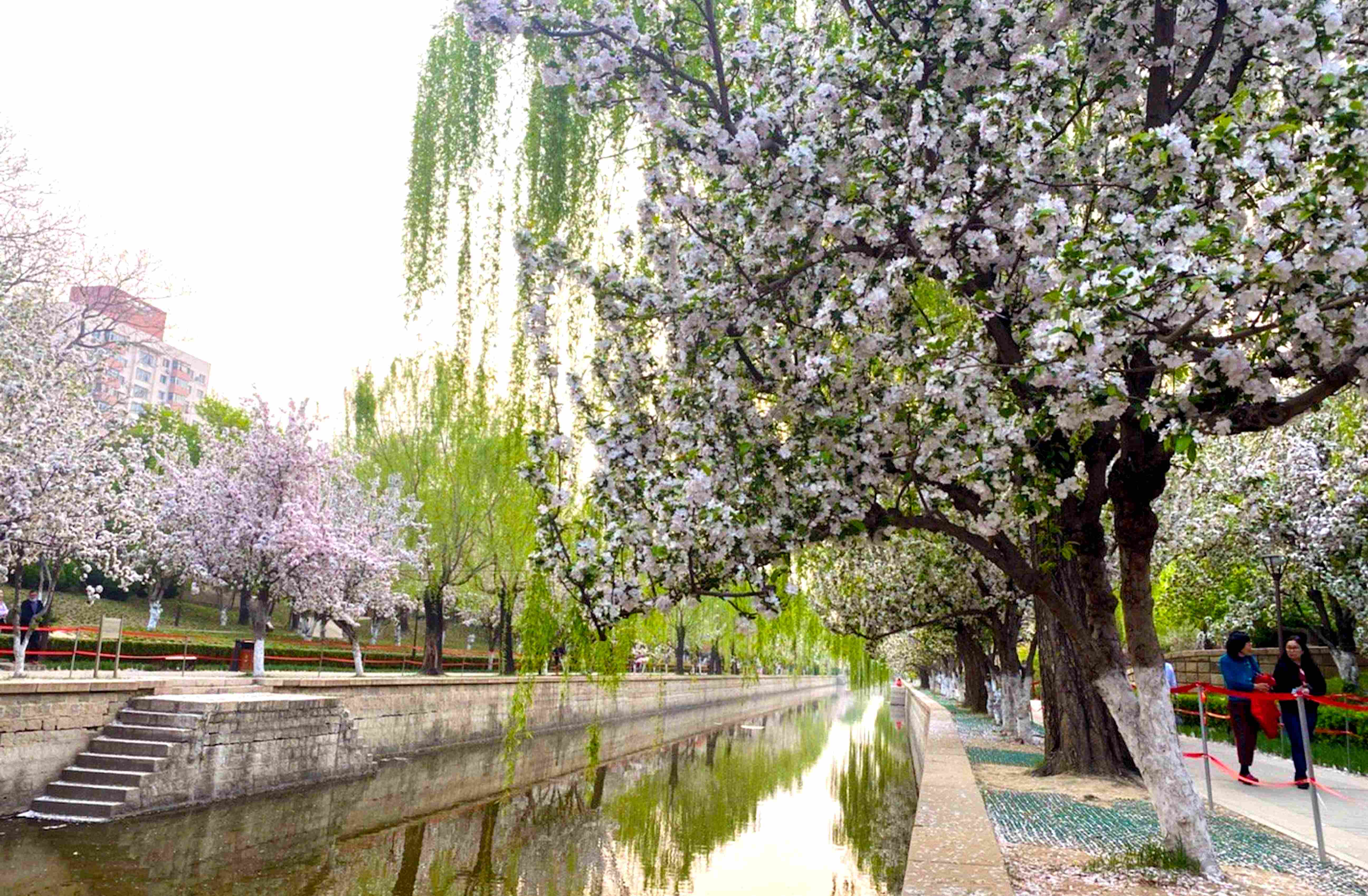 北京8个春游好去处,赏花观景交通便利,重点是都免费