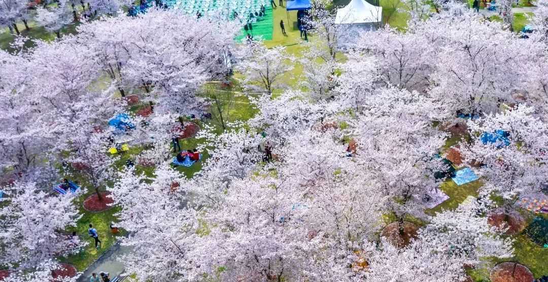 公园特色植物区 丨 14000余株、110余种，云赏顾村公园的樱花