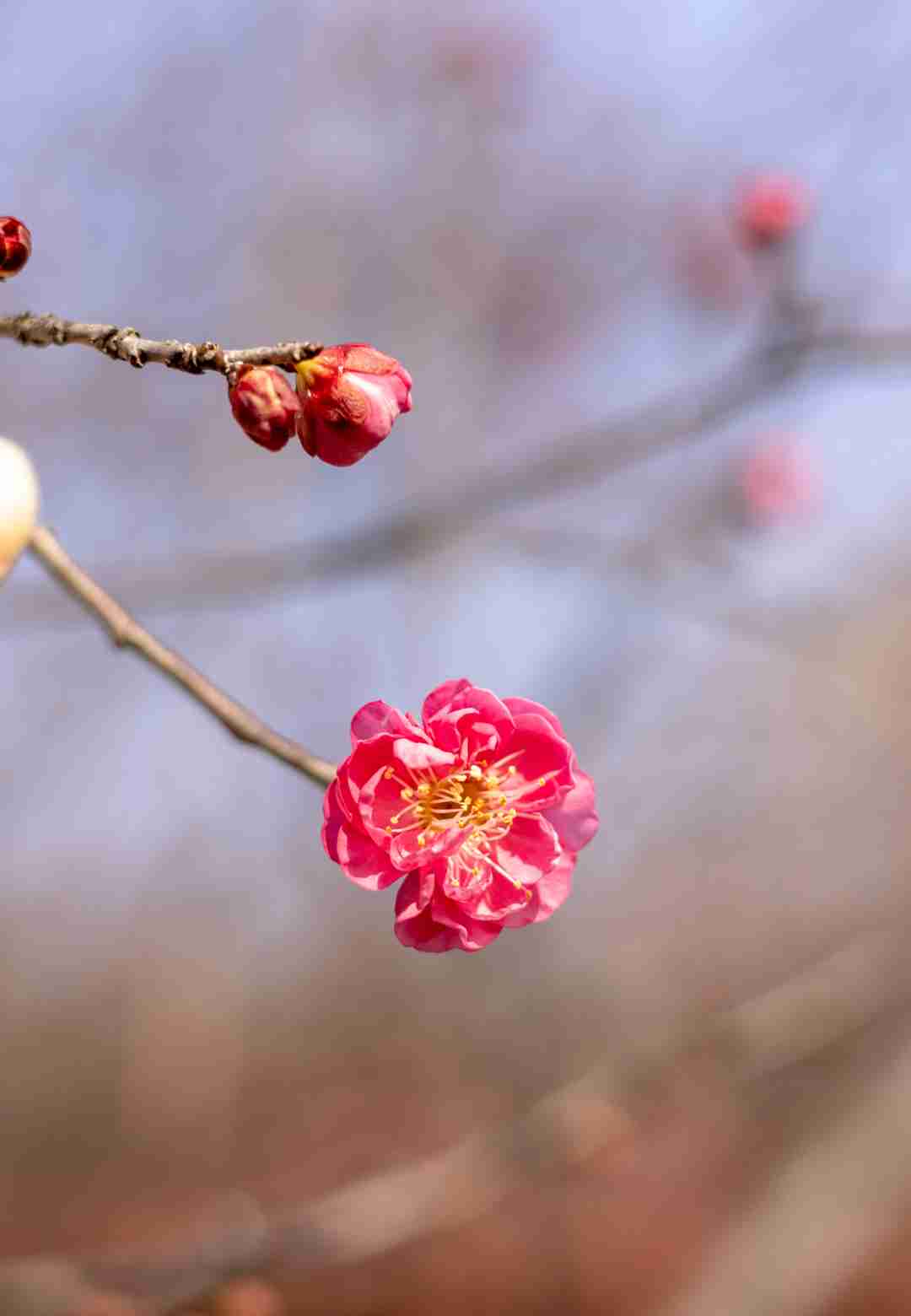 东湖春节游玩指南出炉，速看！