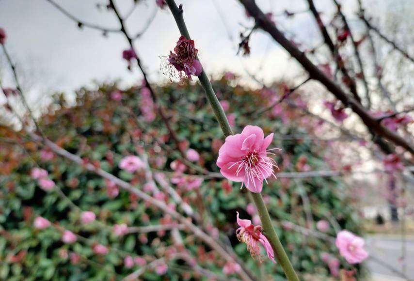 江苏淮安这座小众公园，一年四季风景如画，如今恰逢梨花开