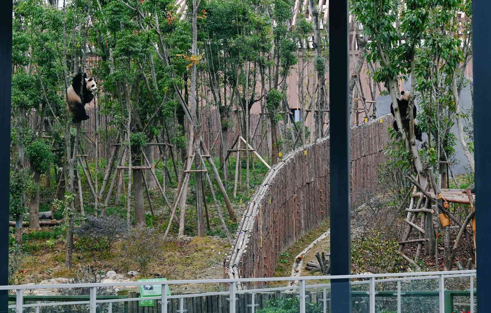 成都熊猫基地扩建区今日迎客!如何360度看滚滚?哪里最值得打卡?最全攻略奉上