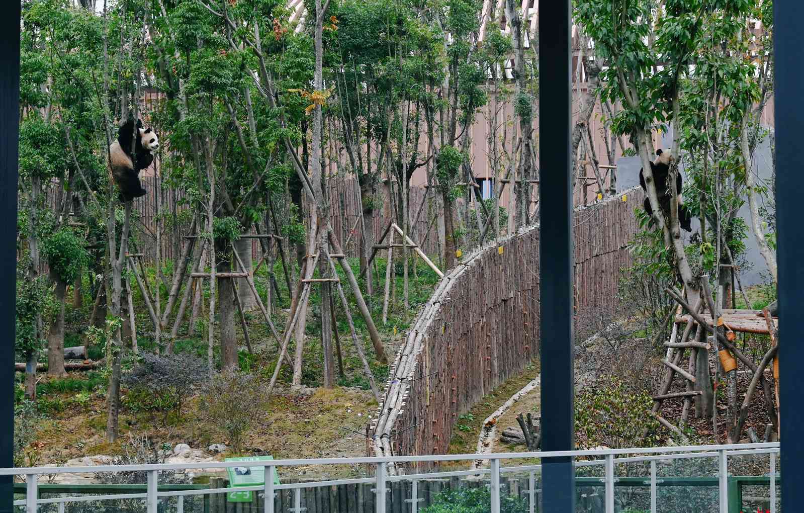 成都熊猫基地扩建区今日迎客！如何360度看滚滚？哪里最值得打卡？最全攻略奉上