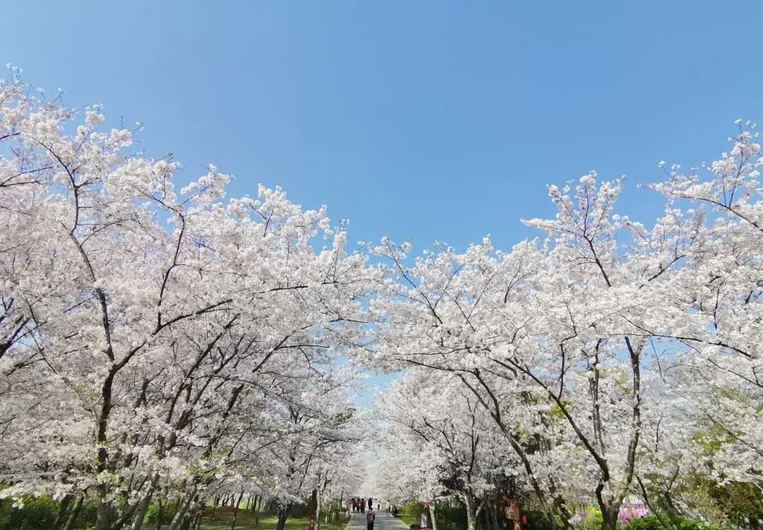 公园特色植物区 丨 14000余株、110余种，云赏顾村公园的樱花
