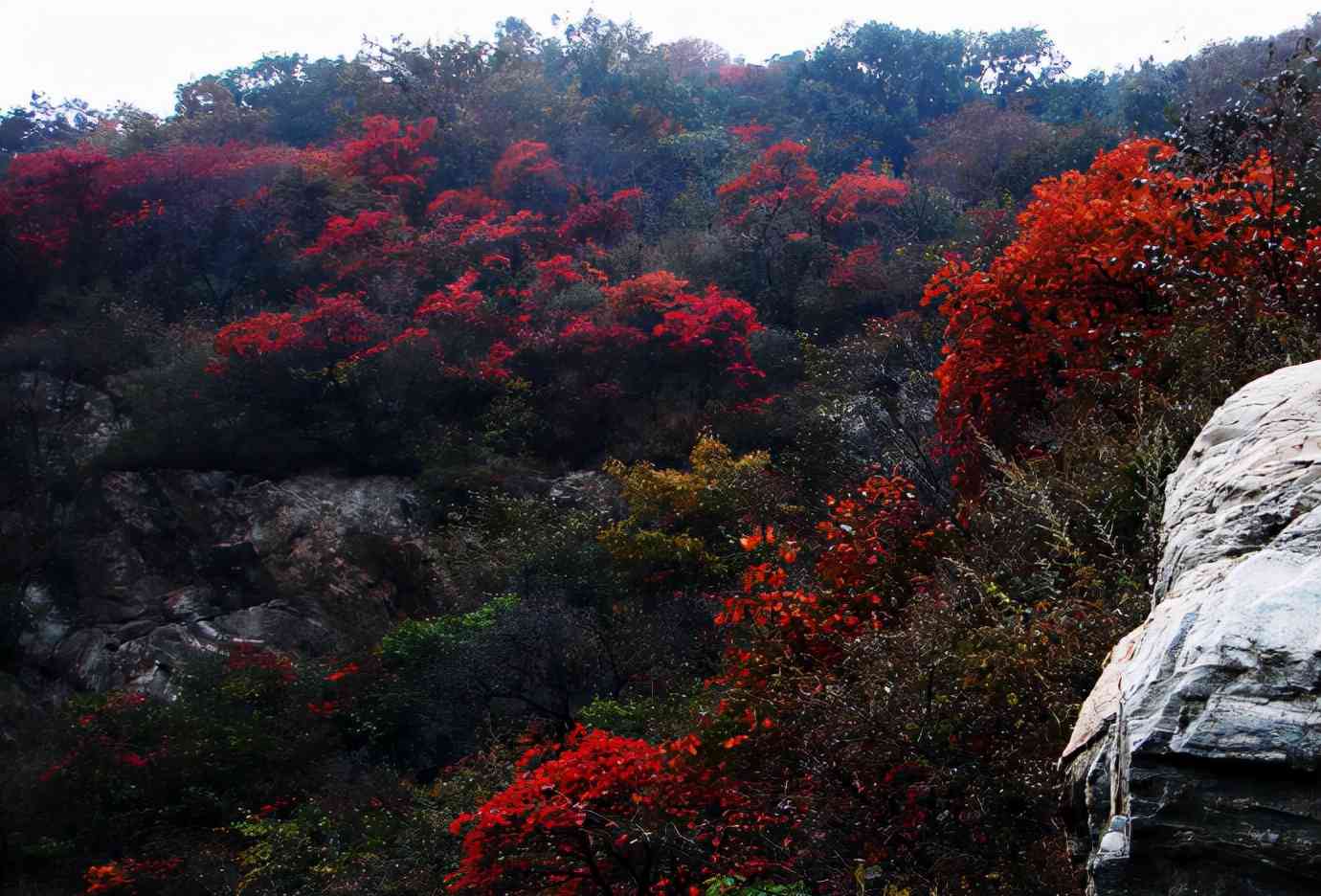 自驾游河南，赏遍中原红叶，大部分免票，赶紧去这6个最美景区