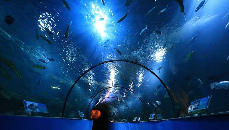 苏州海洋馆，感受海洋馆的神奇与魅力