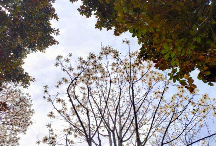 江苏淮安这座小众公园，一年四季风景如画，如今恰逢梨花开
