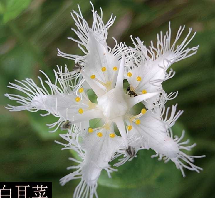 国庆观花指南:浙江天目山这4条最佳观花路线一定要记牢