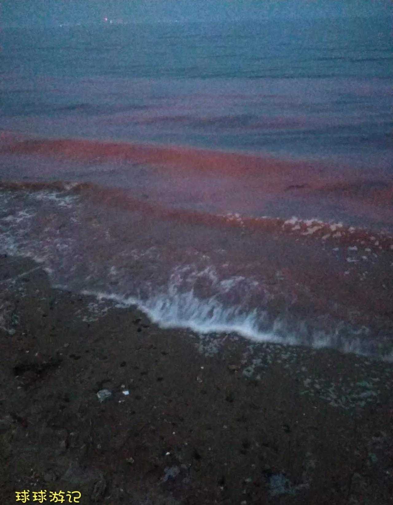 东戴河惊现荧光海,海上的“蓝眼泪”——夜光藻