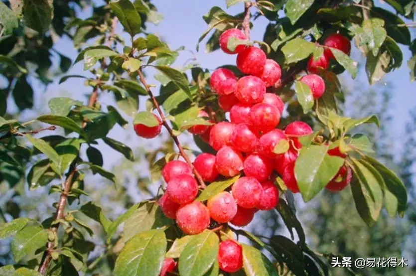 新疆伊犁果子沟风光迷人，其中有一种国家级珍稀植物更让人痴迷