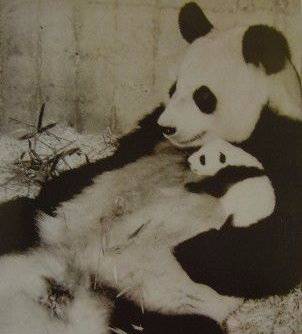 改革开放40周年 40只大熊猫带你看她们是如何萌倒全世界的