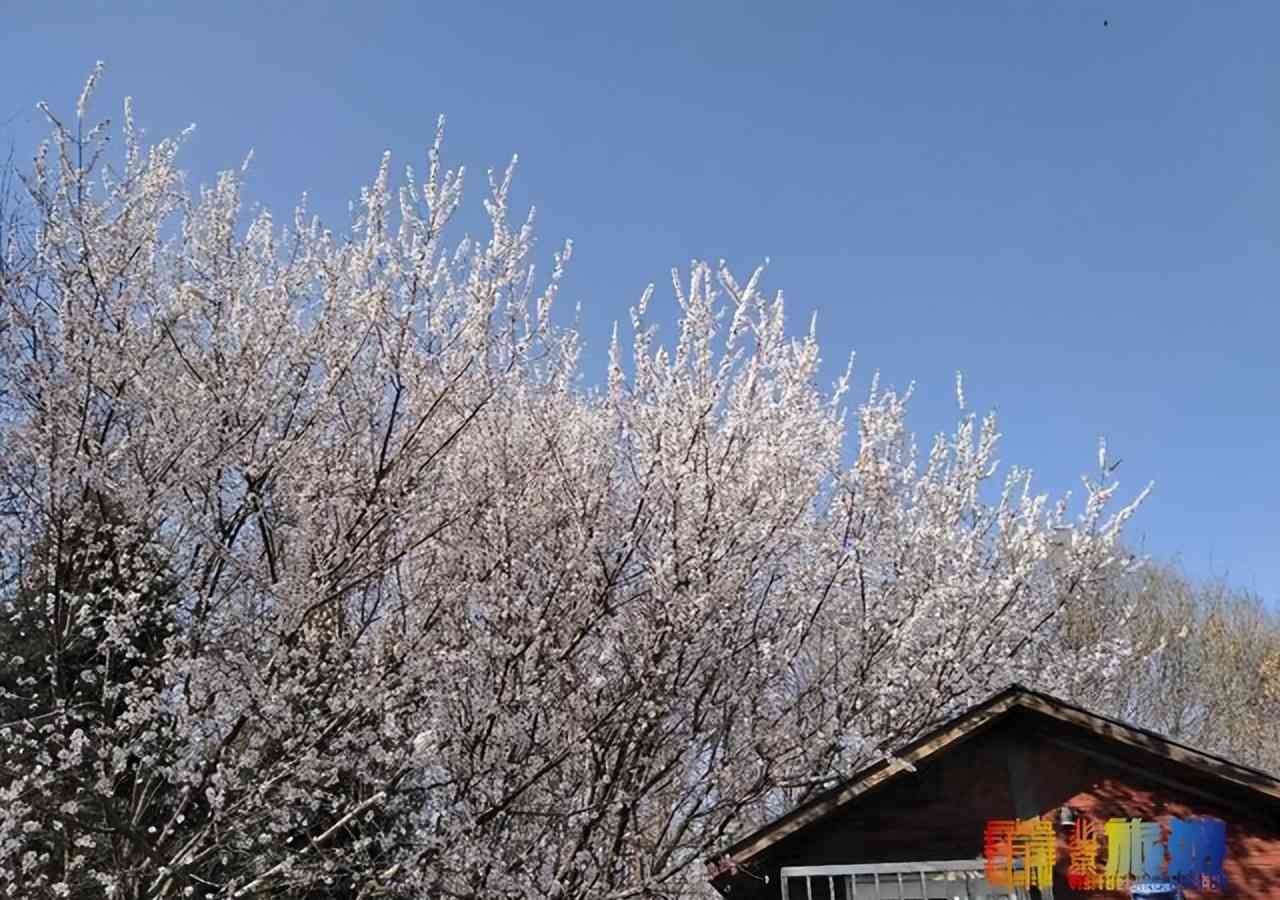 清明去哪玩?京城这些又大又美的公园等你来!