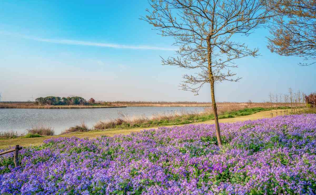 上海十大最美公园 上海最美的公园有哪些 上海风景最漂亮的公园