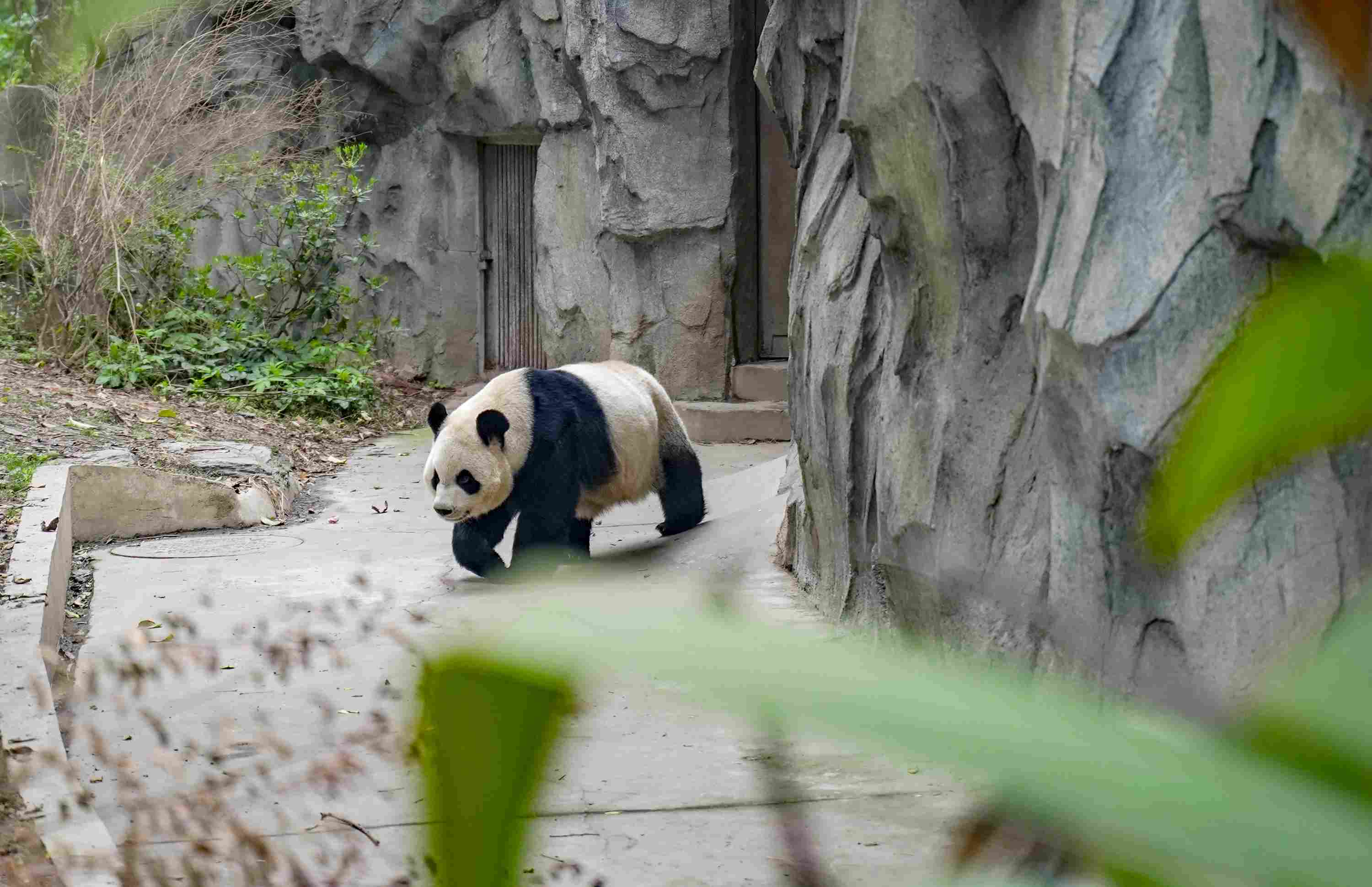 离成都市区最近的大熊猫基地，就在成华区，外地人都必打卡