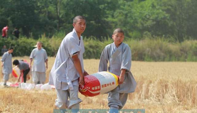 少林寺的麦子熟了，僧众农场收麦忙，现场手把手教“洋弟子”割麦