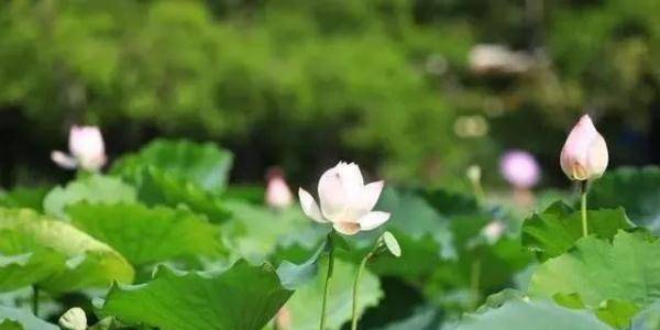 限流!周知!深圳各大景区加强防控,这种情况只出不进→