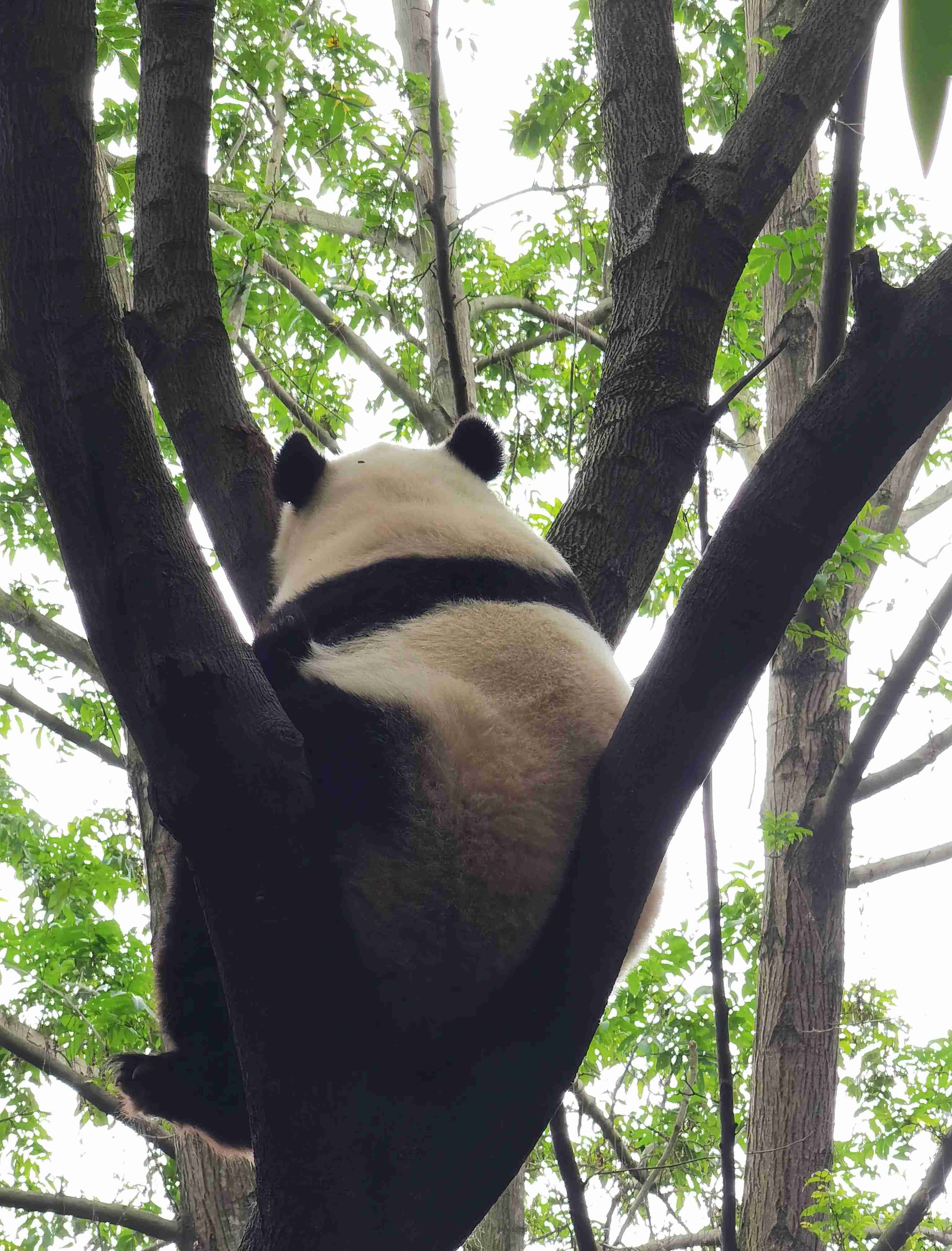 四川大熊猫—大熊猫国家公园
