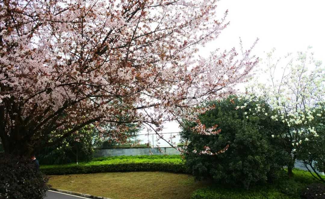 重庆踏青赏花,春天必去的铁山坪,今年又开新景点啦