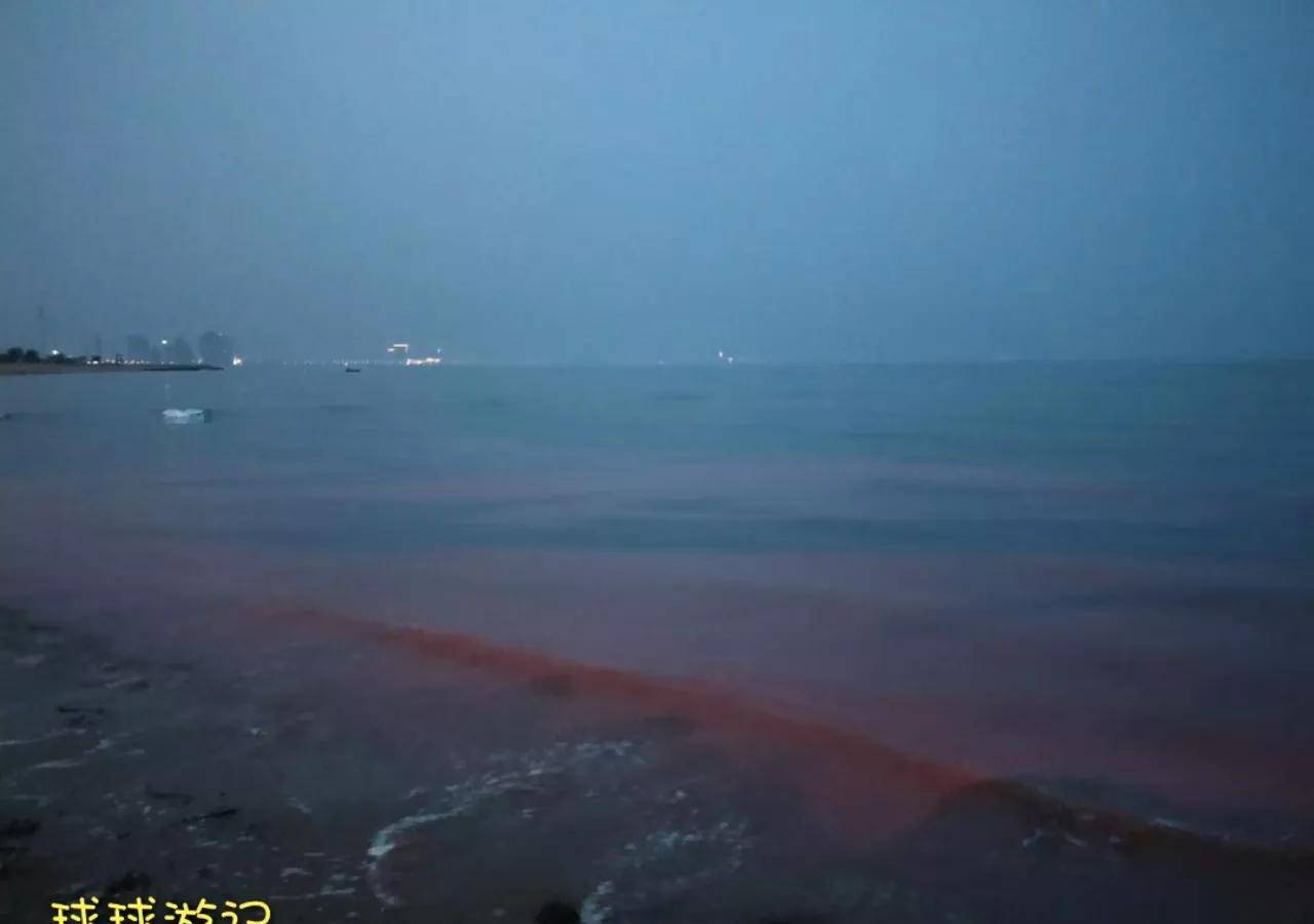 东戴河惊现荧光海，海上的“蓝眼泪”——夜光藻