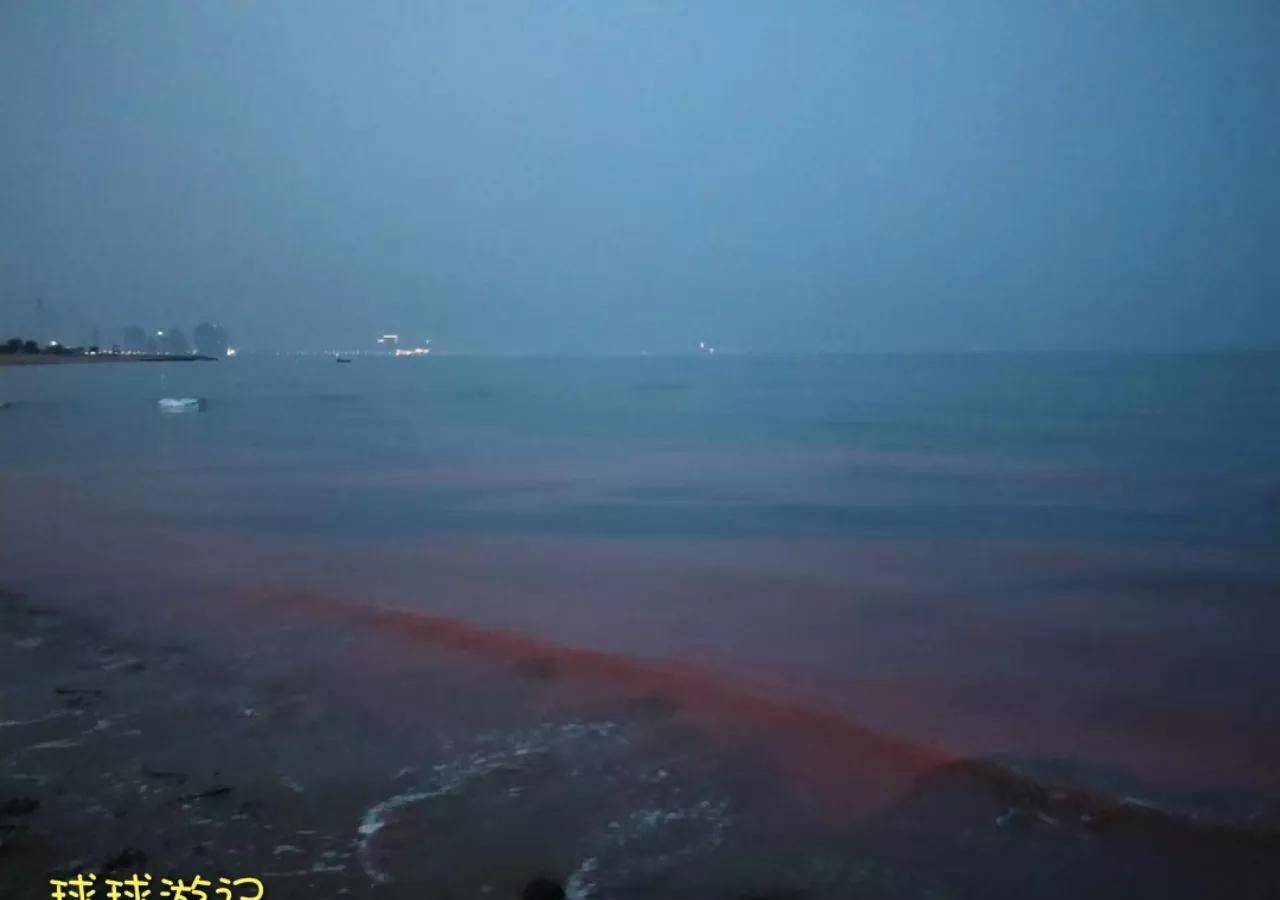 东戴河惊现荧光海,海上的“蓝眼泪”——夜光藻